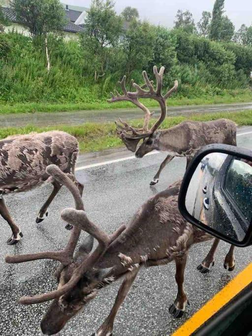 شقة ترومسو  في Fin Leilighet I Tromsdalen. المظهر الخارجي الصورة